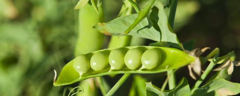 豌豆苗种植技术，豌豆苗采收工作 豌豆苗的种植和采摘
