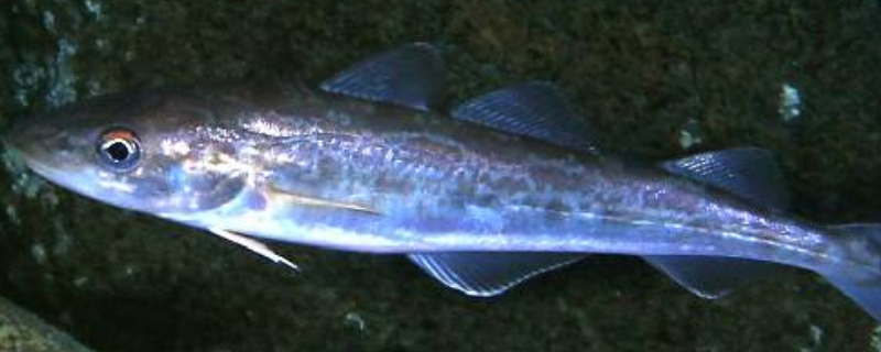 银鳕鱼体内所含的重金属是否超标，银鳕鱼的选购方法
