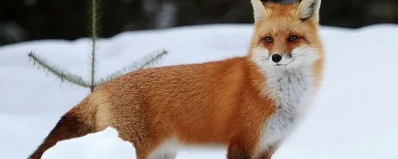 红狐是一种什么样的生物 红狐是保护动物吗