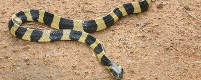 金环蛇的毒性强不强，为几级保护动物