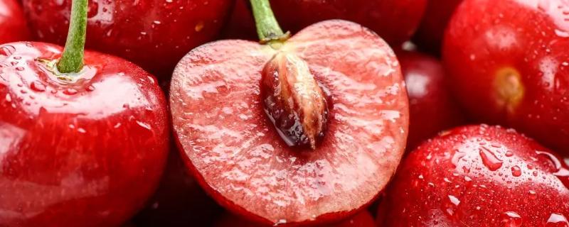 樱桃树苗种植技术，生长习性是什么（樱桃树苗生长条件）