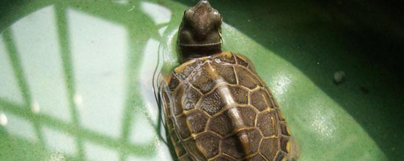 草龟公母有什么不同，附识别草龟性别的方法