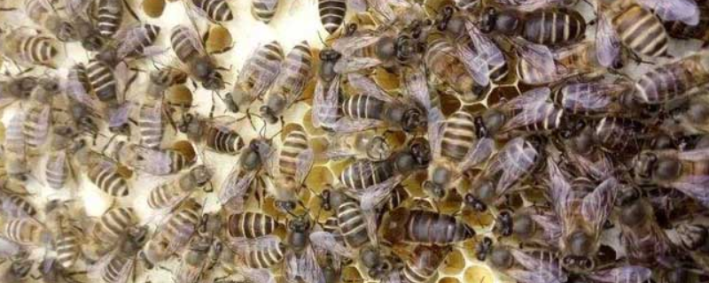 阿坝中蜂，是什么品种（贵州阿坝的中蜂品种怎么样?）