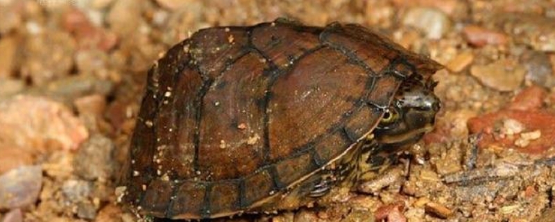 巨头龟和剃刀龟有什么不同，从椎龙骨、腹甲、背甲等方面来区分