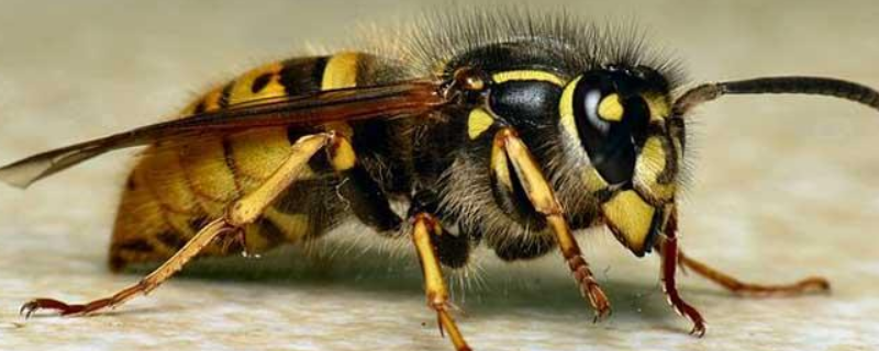 蜜蜂与马蜂有什么不同，从外观、食性、巢质、性情、毒性上来区分