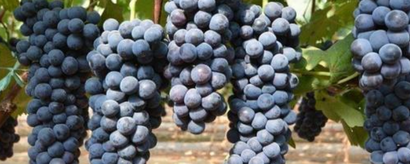 夏黑属于葡萄还是提子，与巨峰葡萄比哪个口味更佳