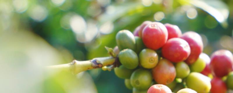 咖啡豆种植条件，选择水性好的位置（咖啡豆的种植地的分布）