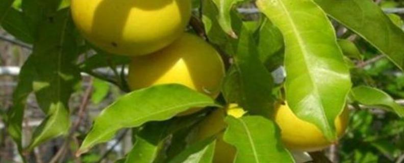 黄晶果种植技术，注意病虫害防治（黄晶果栽培技术）