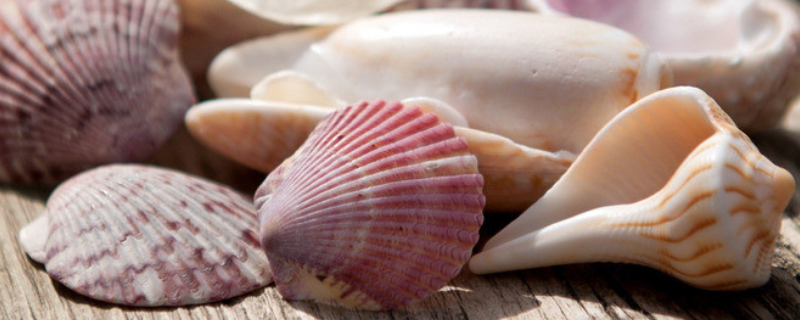 贝壳的繁殖方法，附贝壳的基本介绍 贝壳类如何繁殖