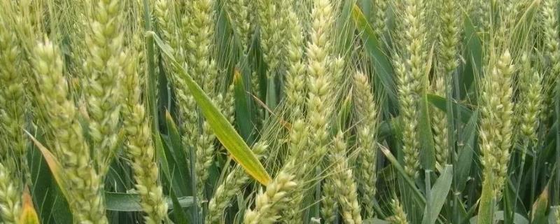 小麦与青稞有何不同，从麦芒、穗数和穗子形态特征上进行区分