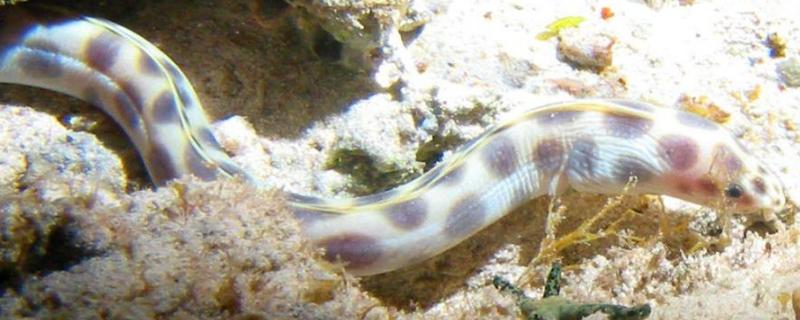 鳗鱼种类及区别，不同品种各具特点 鳗鱼属于哪一类