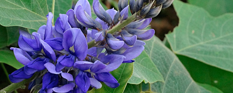 葛花和紫藤花有什么不同，从科属、外形、价值上来区分