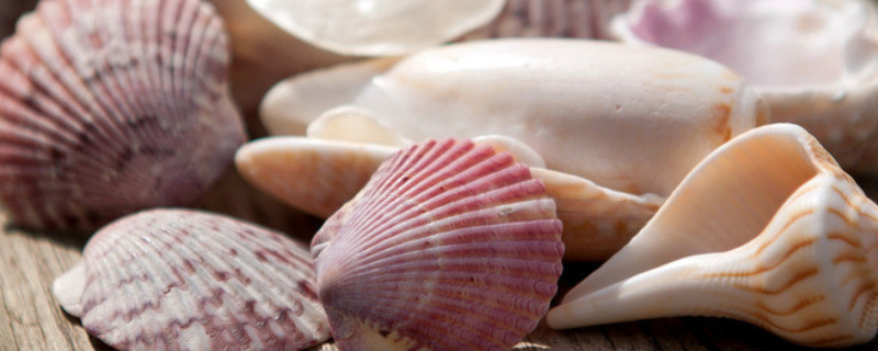 贝壳的繁殖方式，贝类能活多少年 贝壳的繁殖方式是什么