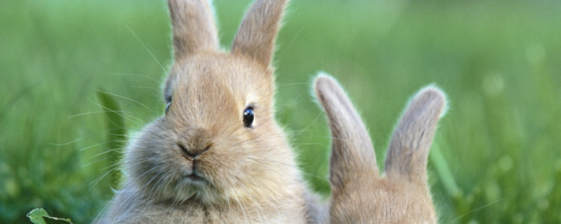 怎样帮助小兔子过冬，从保暖、喂食、运动、卫生四方面来实行