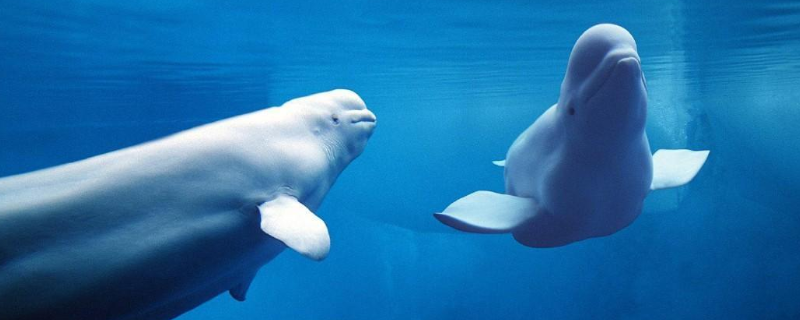 白鲸怎样繁殖，有什么生活习性 白鲸如何繁殖后代