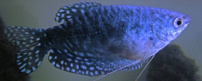 蓝星鱼的繁殖方式，附蓝星鱼的相关介绍