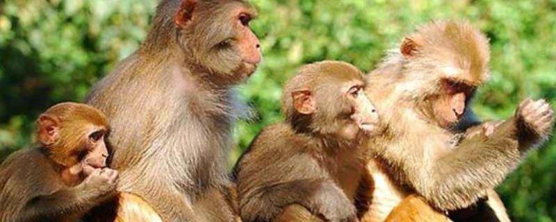 猴子是不是哺乳动物，养猴子犯法吗