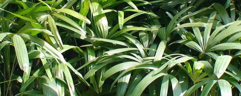 棕竹种子价格，附种植方法 棕竹小苗价格