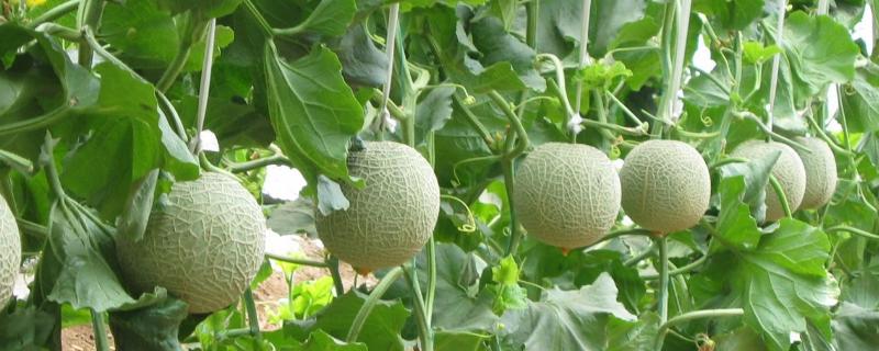 香瓜种植技术，附选种方法 香瓜种植增添新技术