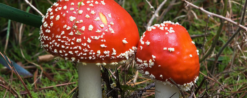 误食毒蘑菇中毒了怎么办，怎样分辨毒蘑菇
