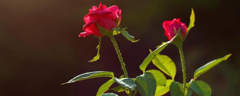 玫瑰花花期，如何养护以及花束保存（花束玫瑰花怎么保存）