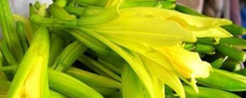 黄花又叫什么，有哪些常见品种 黄花菜的品种及图片名字