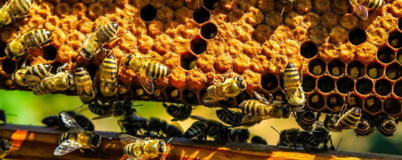 蜂巢 蜂巢蜜的作用与功效