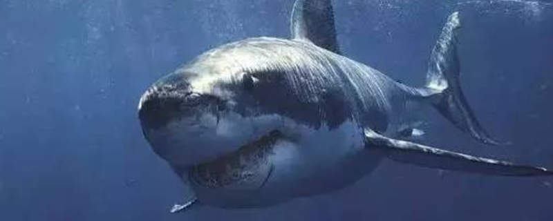 格陵兰鲨有什么天敌，寿命有多长 最长寿的格陵兰鲨鱼
