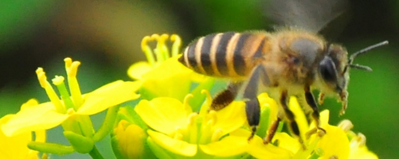蜜蜂败血病，附预防措施（蜜蜂常见病及防治）