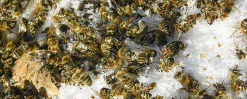 蜜蜂爬蜂综合征，附详细介绍 蜜蜂爬蜂病症状