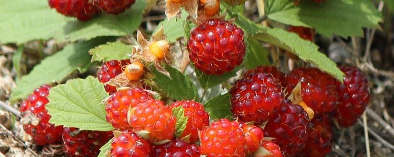 野草莓和蛇莓有什么不同，关于两者的具体介绍