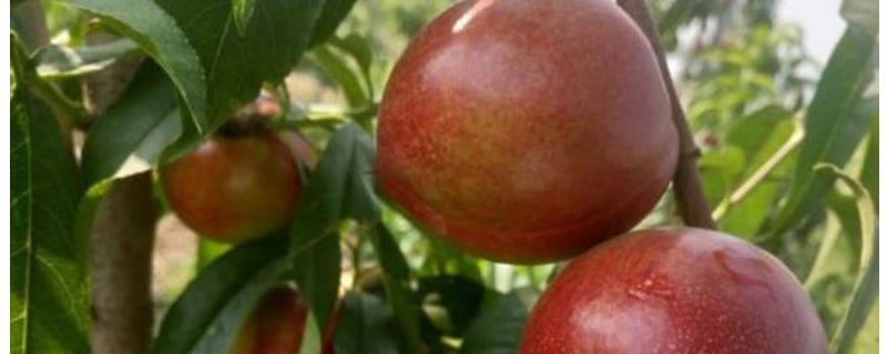 中油27号油桃品种介绍，附栽种要点（中油24号油桃品种介绍桃子的品种）