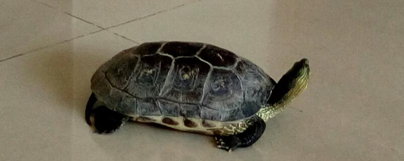 草龟的寿命有多长，常见疾病有哪些（草龟的寿命一般有多长）