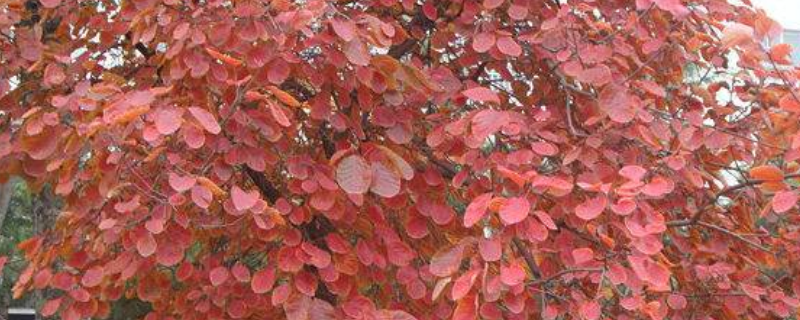 红栌是落叶还是常绿树，红栌的生长环境如何