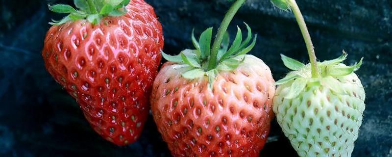 草莓的产地分布有哪些 草莓的产地是什么地方