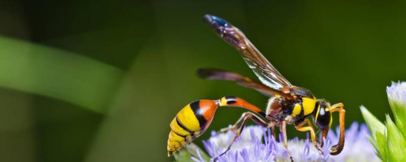 蜜蜂蛹和胡蜂蛹的区别（胡蜂蛹的类型）