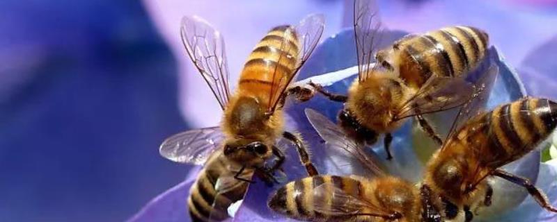 土蜂蜜一年能取几次蜜，附取蜜时间（土蜂取蜜在几月）