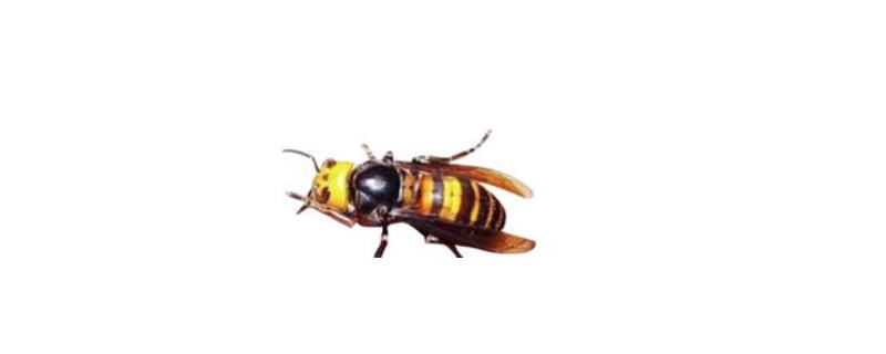 日本大黄蜂的毒性强吗，附生活习性（日本大黄蜂长什么样子）