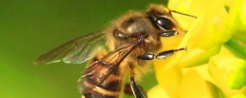 蜂类是怎么划分种类的（怎么区分蜂的种类）