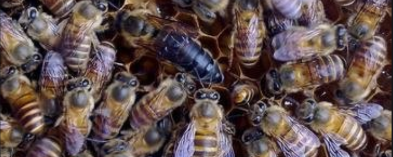 中蜂最简单的分蜂方法，详细介绍 中蜂分蜂条件