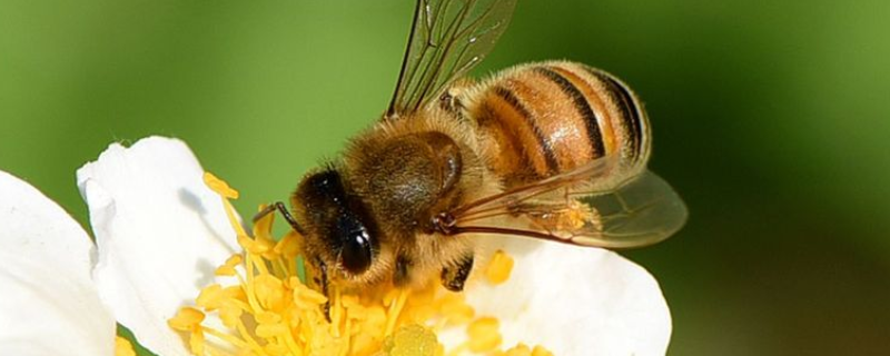 蜜蜂采蜜的过程是怎样的，有以下三个方面