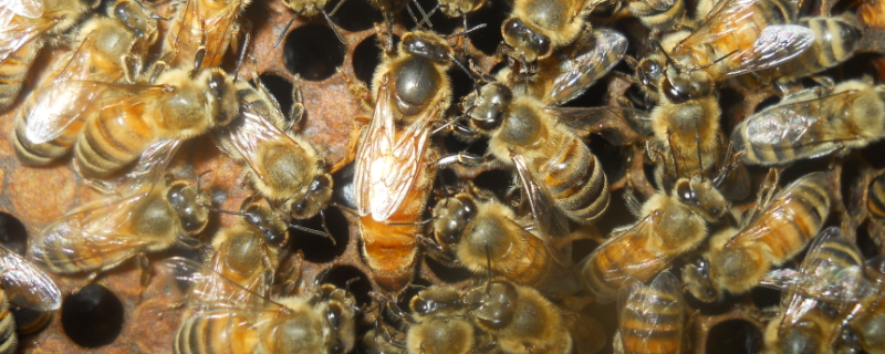中蜂有哪几个品种，详细介绍（中蜂哪个品种的蜜蜂好）