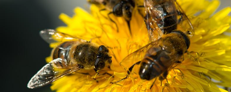 怎样控制蜜蜂自然分蜂，详细介绍 蜜蜂如何分蜂,四步教你如何快速分蜂