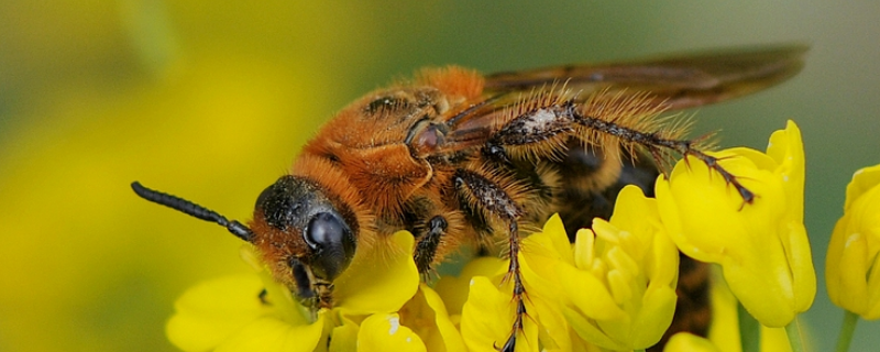 收蜂怎么判断有没有蜂王，有王蜂群和无王蜂群有哪些不同