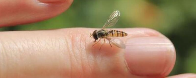 被蜜蜂蛰了怎么消肿止痒，详细介绍 被蜜蜂蛰了怎么消肿止痒最快