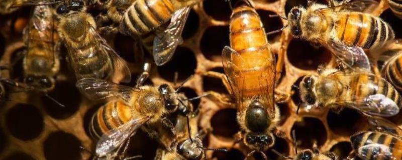 蜂王死了蜂群会跑吗，如何补救 蜂王死了其他蜜蜂会跑吗