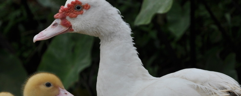 高产蛋鸭的辨别方法，观察三个阶段的体型与外观