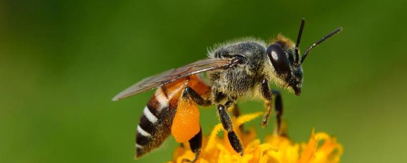 怎么从蜂群中找到蜂王 在蜜蜂群里怎样找出蜂王