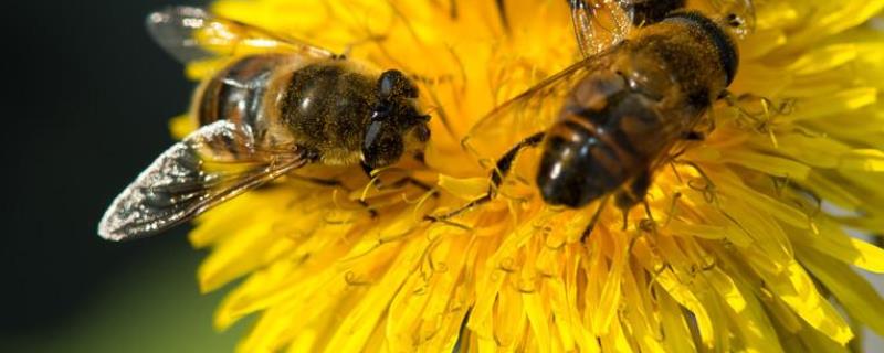 蜜蜂在巢门结团怎么回事，详细介绍（蜜蜂在巢门结团是什么原因）