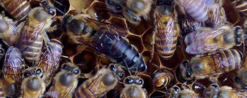急造王台蜂王能繁殖吗，附质量论述（王台出来的蜂王不给它出笼,它可以产卵不）